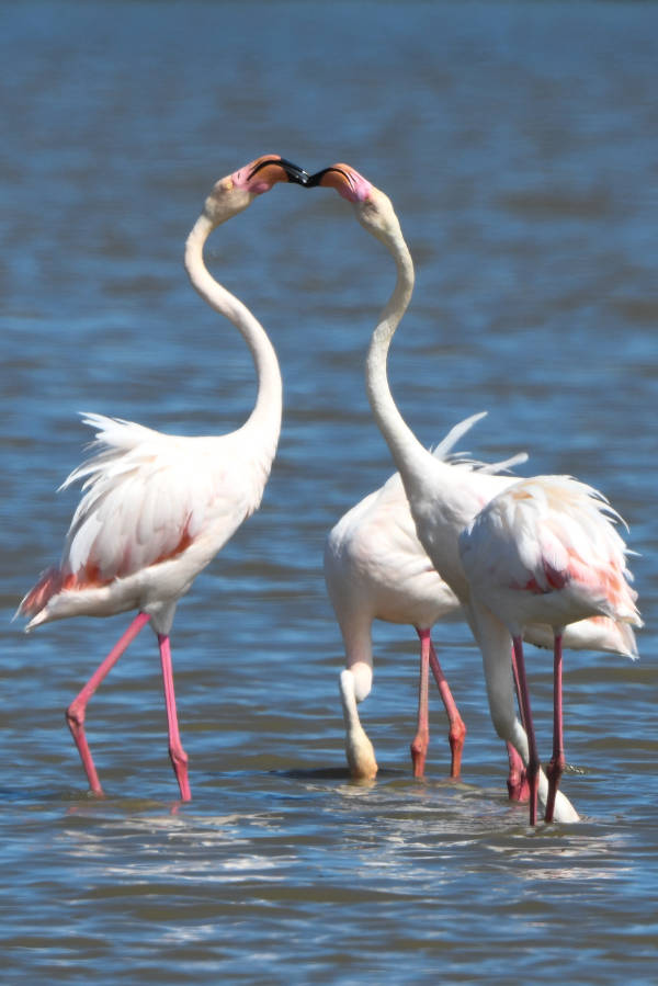 flamingo-8